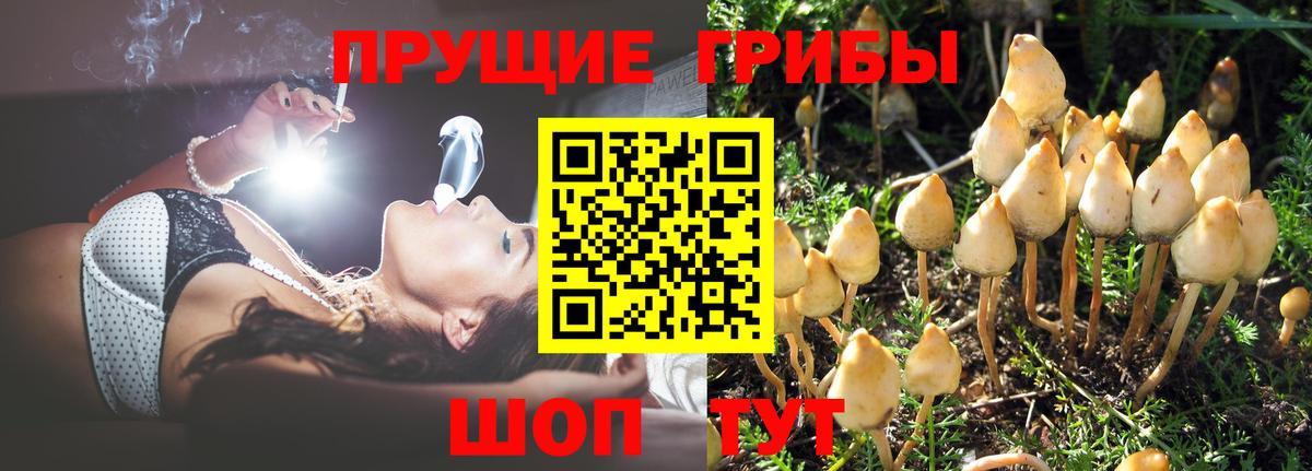 Псилоцибиновые грибы Psilocybe Мурино